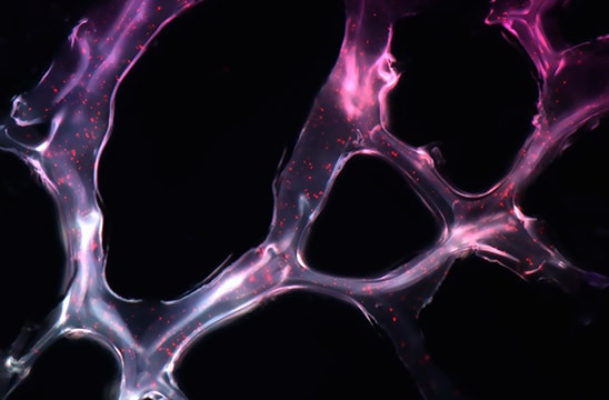 在小鼠模型中携带微RNA到乳腺肿瘤靶的自组装纳米颗粒